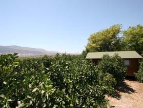 בפרדס%20של%20הרמן%20בקתות%20עץ%20עם%20גקוזי%20,%20בית%20הלל